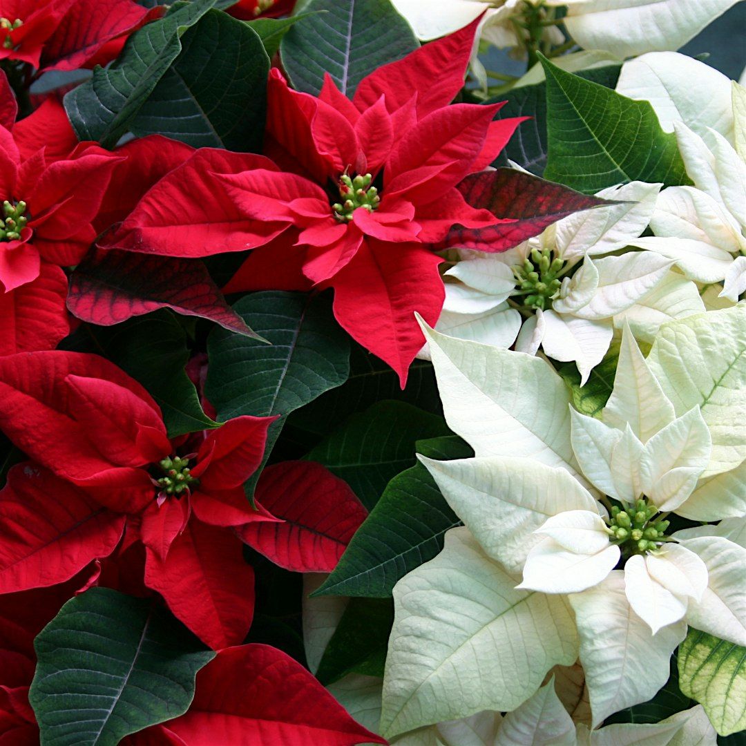 BOA British Poinsettia Growers Group Conference 2025