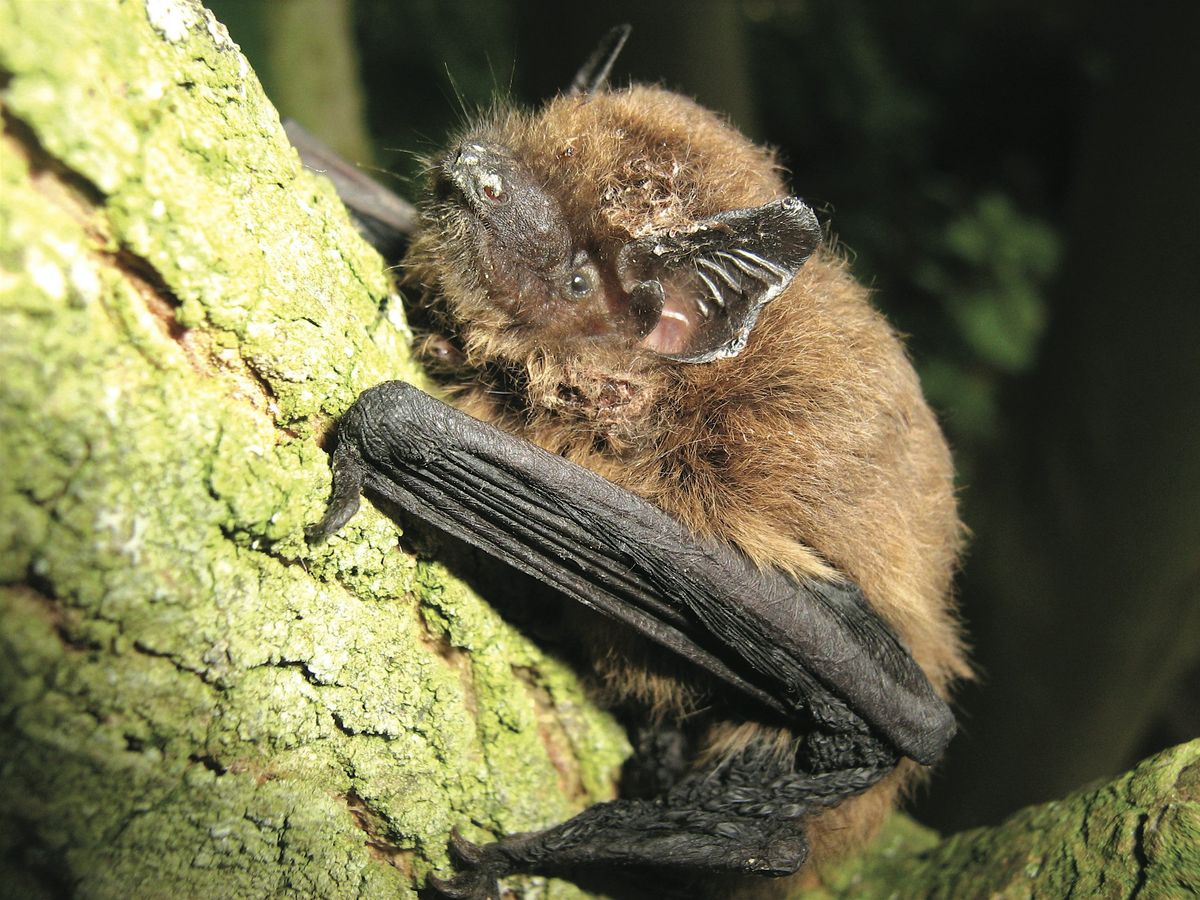 Bat Night