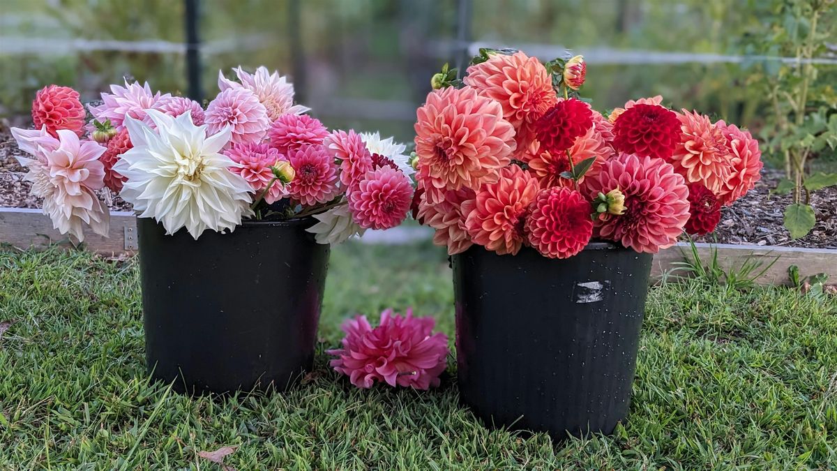 Growing Dahlias