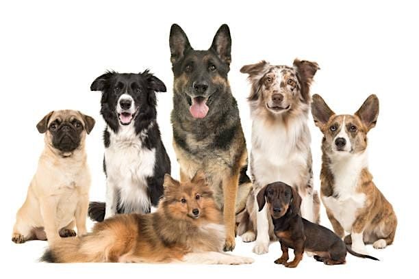 Pet Protectors Course