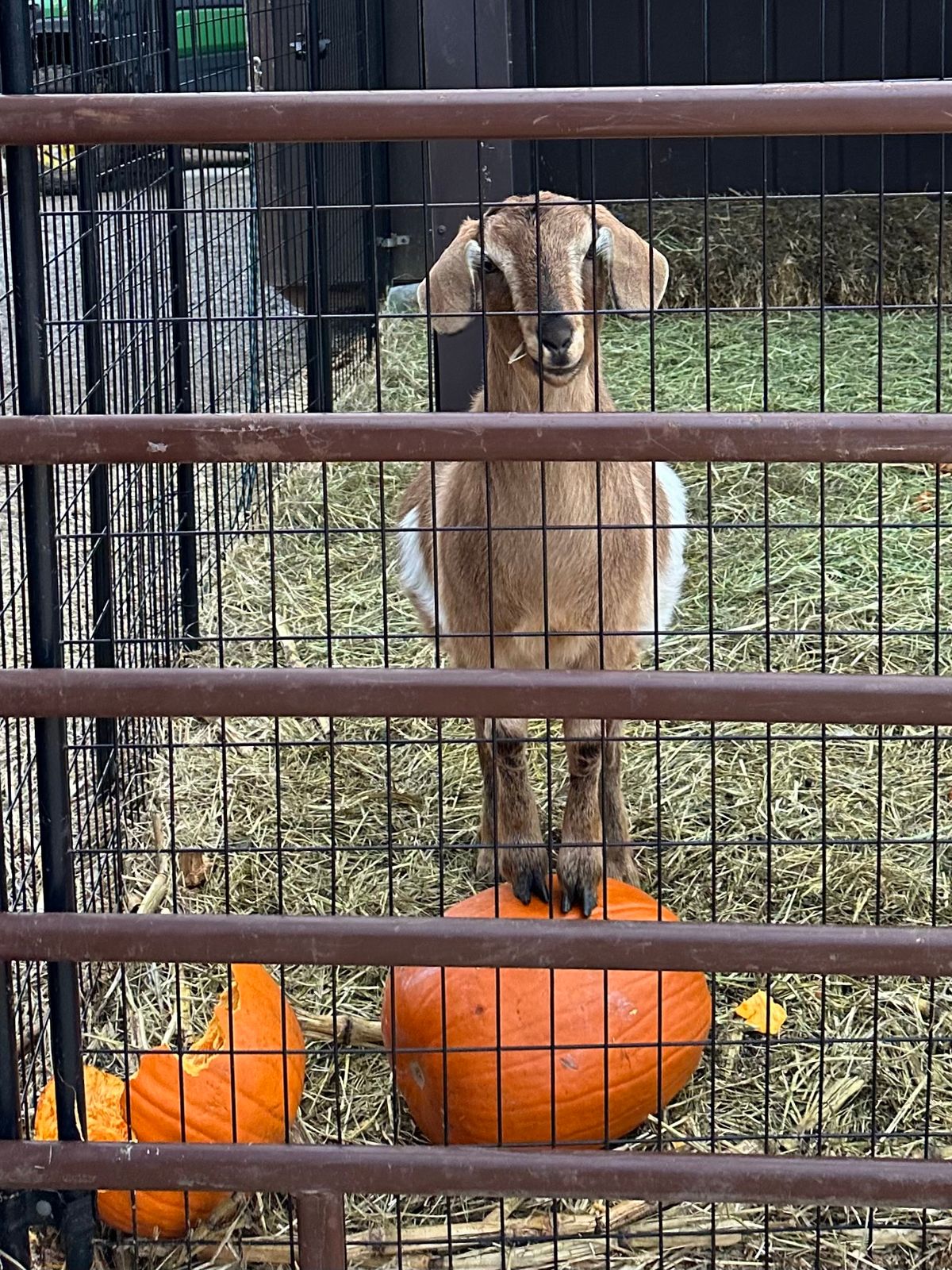 PUMPKIN PATCH!!!