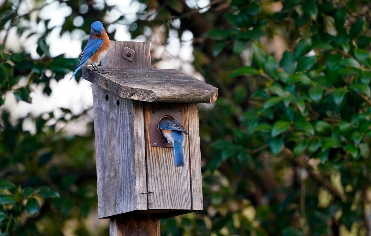 All About Bluebirds