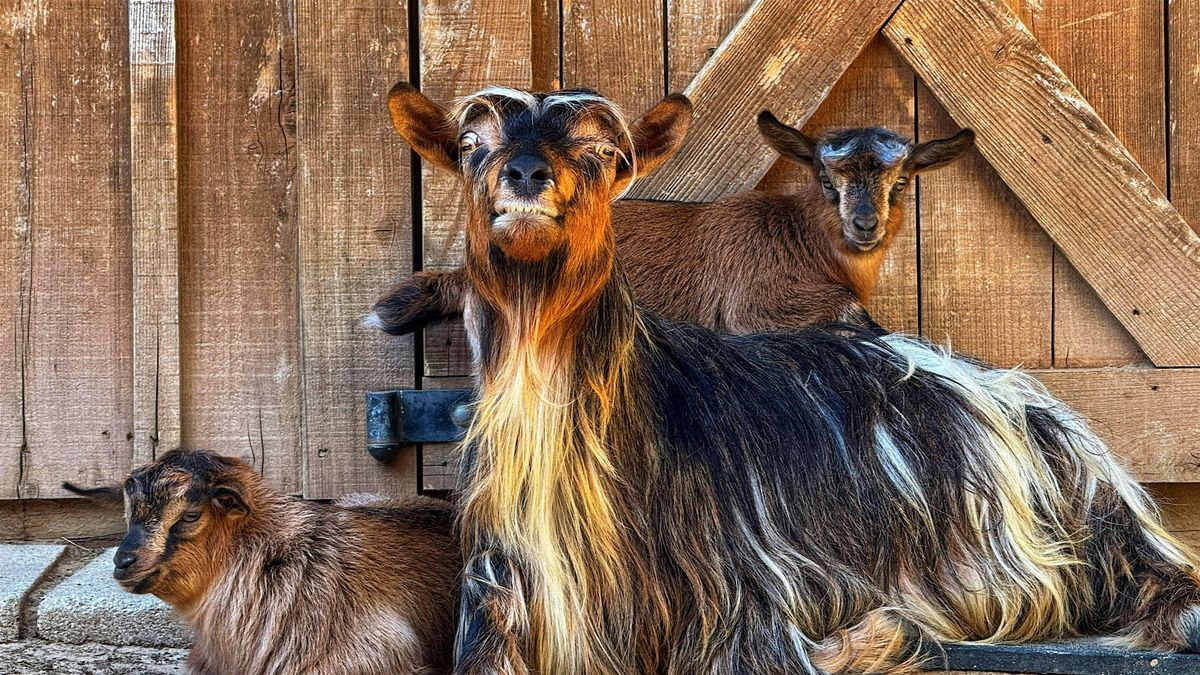 Funkytown Focus: The Funky Goat!