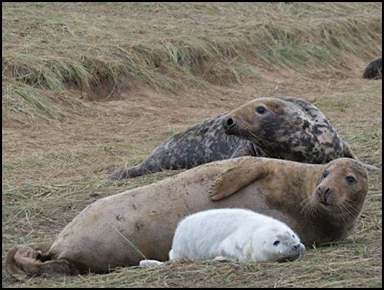 The Donna Nook grey seal colony talk with Matt Blissett