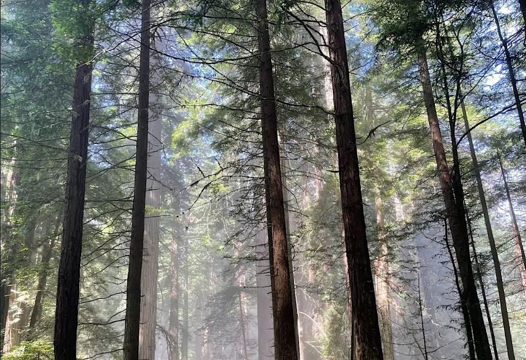 Springtime in the Redwoods