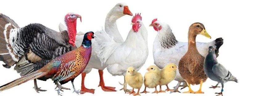 March Monthly Meeting - Avian Influenza