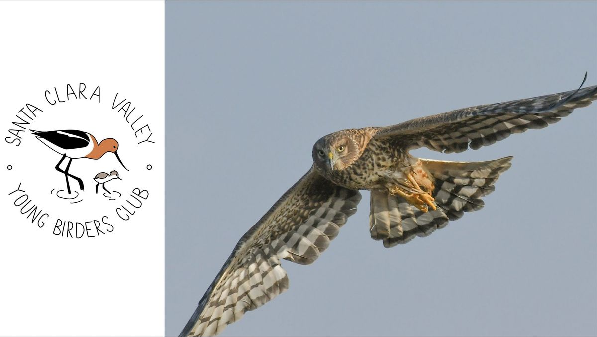 Young Birders Club: Palo Alto Baylands