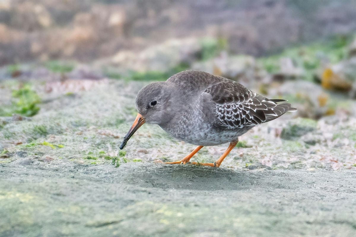 Guided Bird Migration Walk