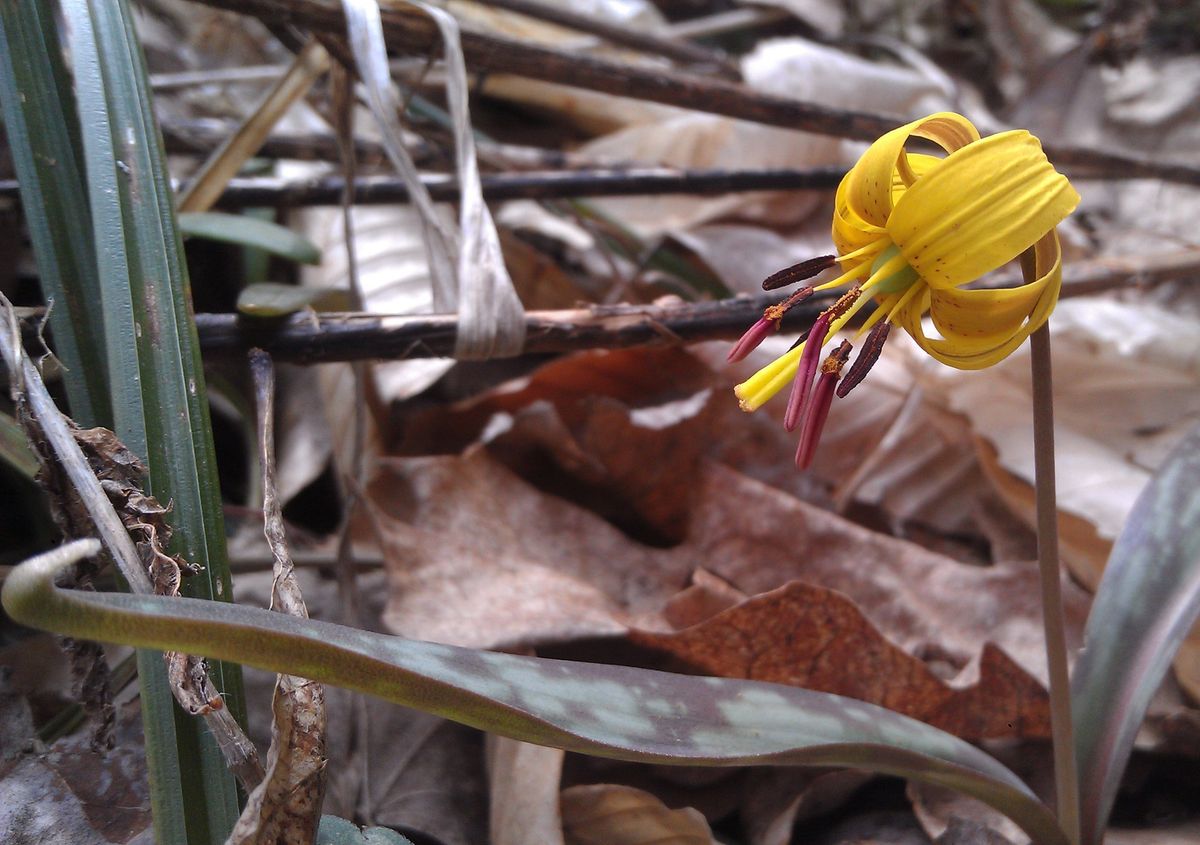 In-Person Workshop: Wildflower Botany for Beginners