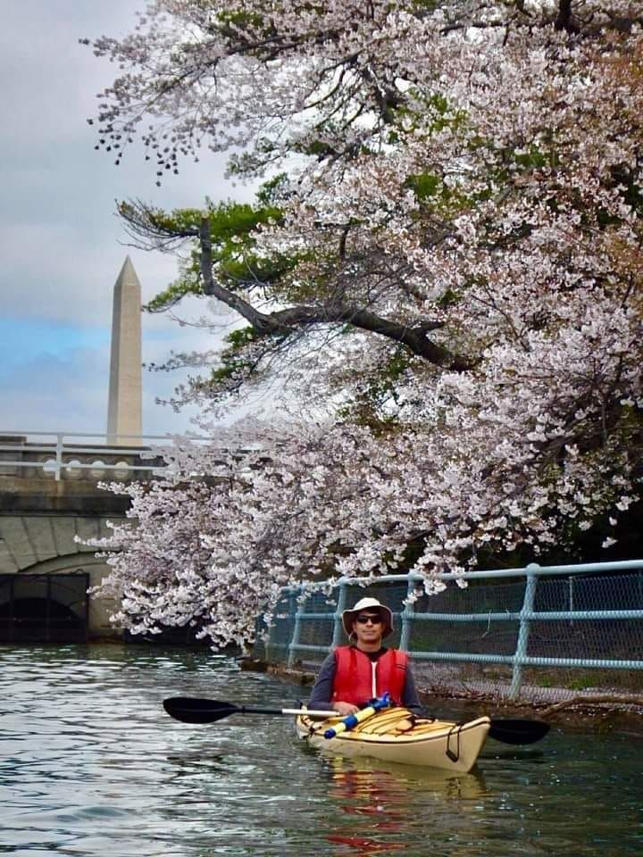 Cherry blossoms paddle in D.C.