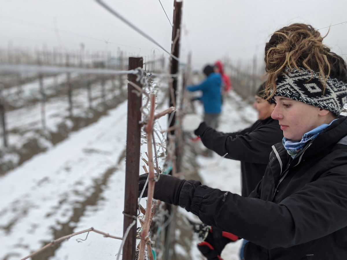 Canon City Grape Pruning Workshop