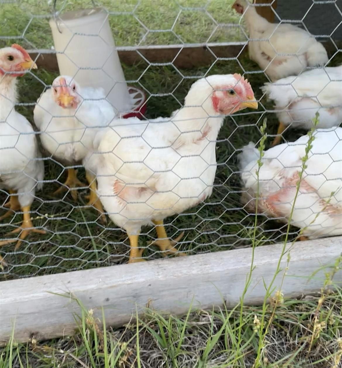 Backyard Chickens- DIY Drinker