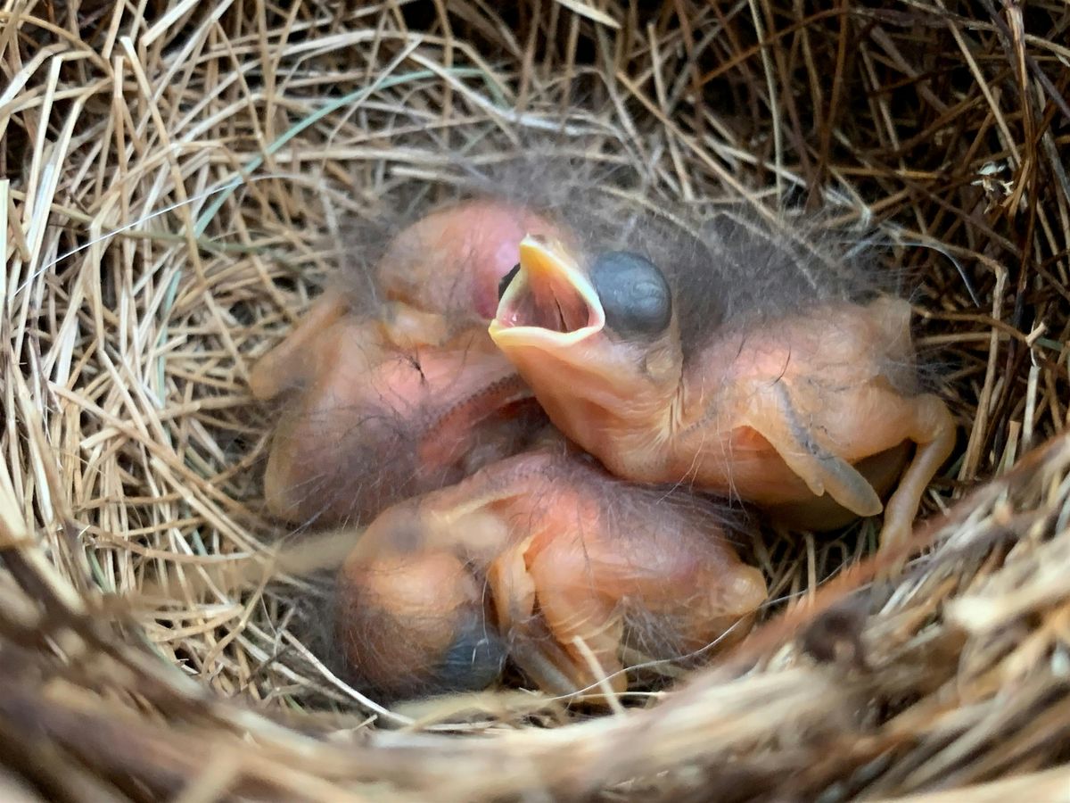 Workshop: Plant a hedgerow (living fence) for birds
