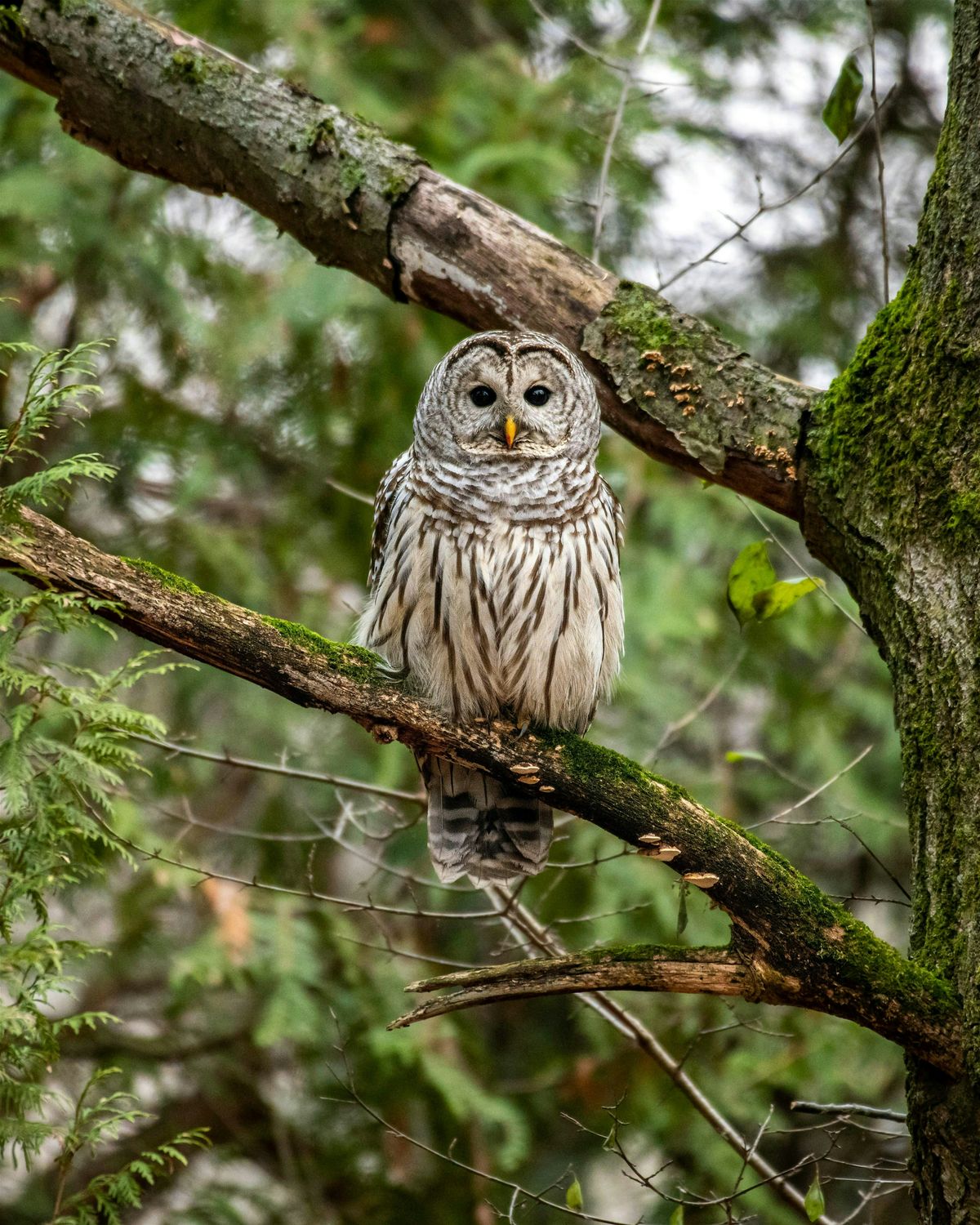Sunday Morning Bird Walk