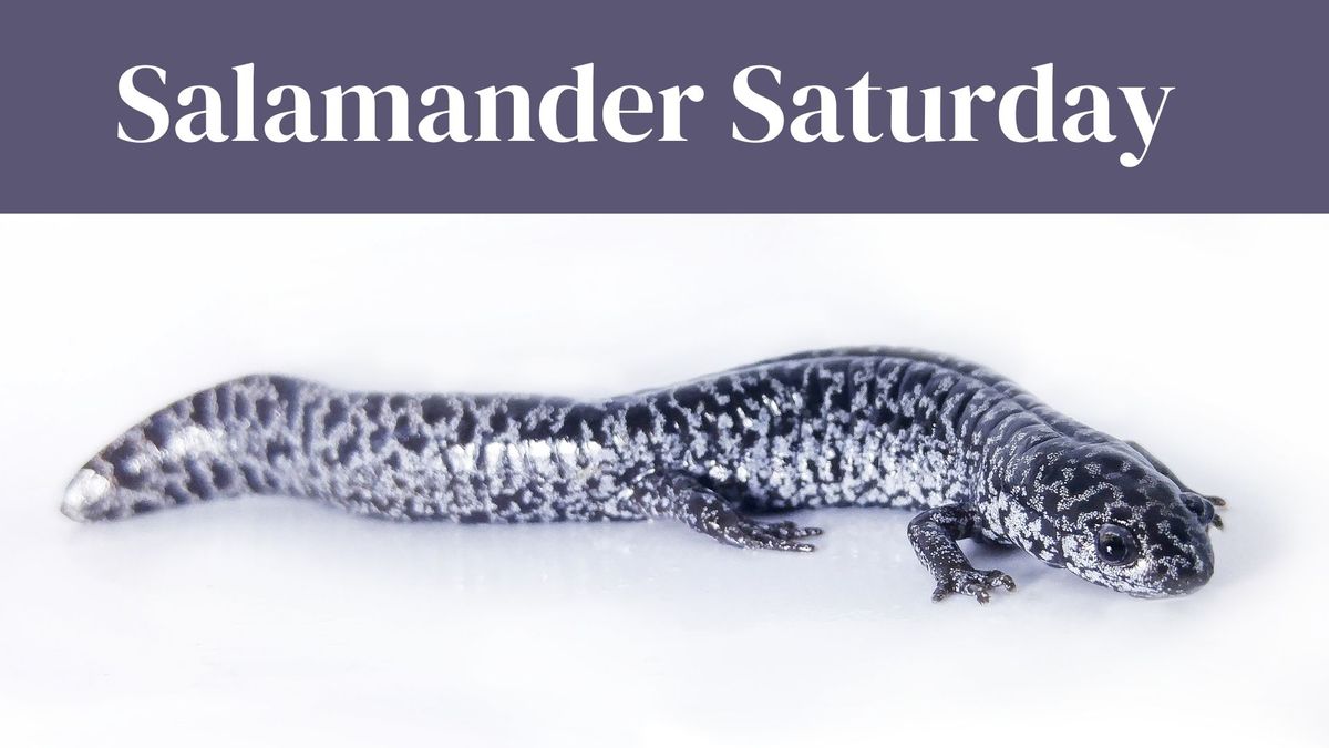 Salamander Saturday 