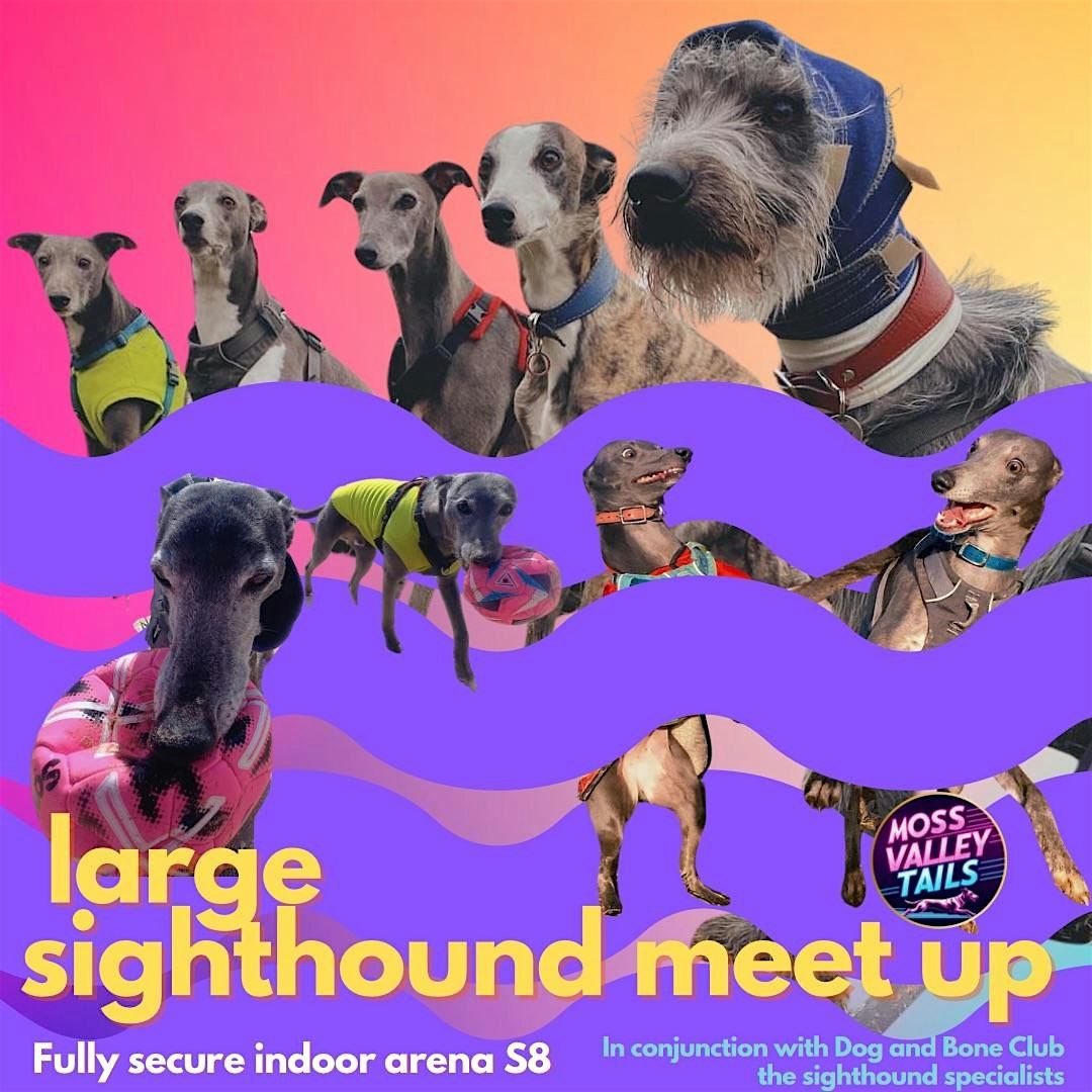 LARGE SIGHTHOUND dog social in a fully secure arena S8