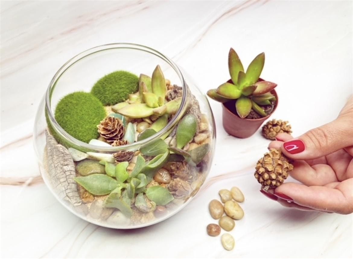 Create your own Terrarium!