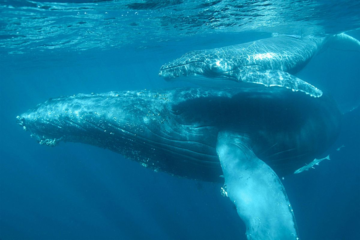 Pollution sonore sous-marine, quels impacts sur le vivant ?