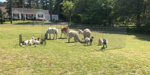 Wicomico County Fair Pony Rides With Pegasus Winterplace Pkwy Salisbury Md 21804 United States 22 August 2021