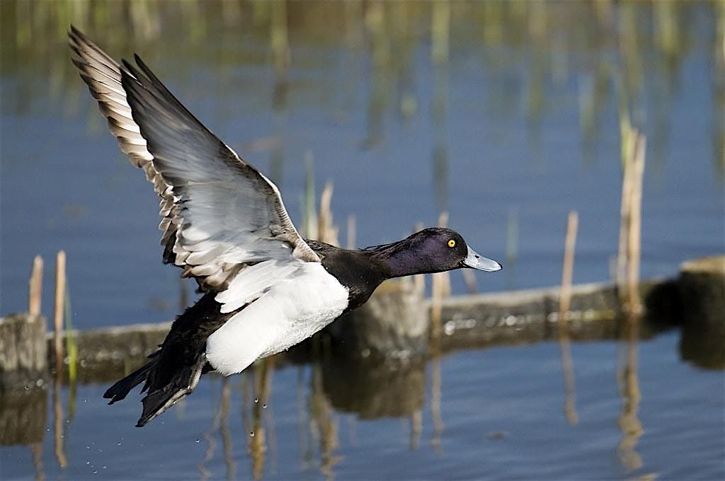 Sunday Morning Bird Walk: Winter Ducks at Wiley Slough