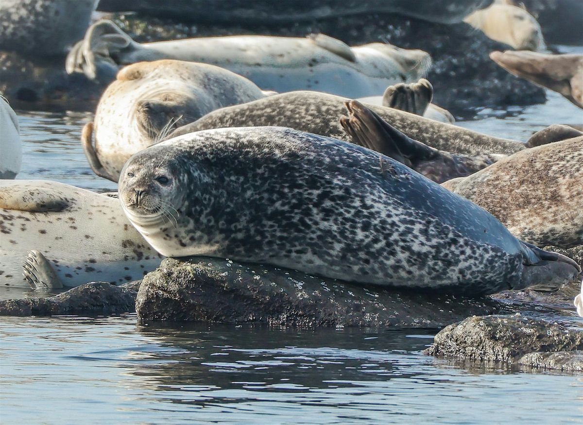 Volunteers Needed to Conduct A Seal Survey Around Sandy Hook Bay, NJ