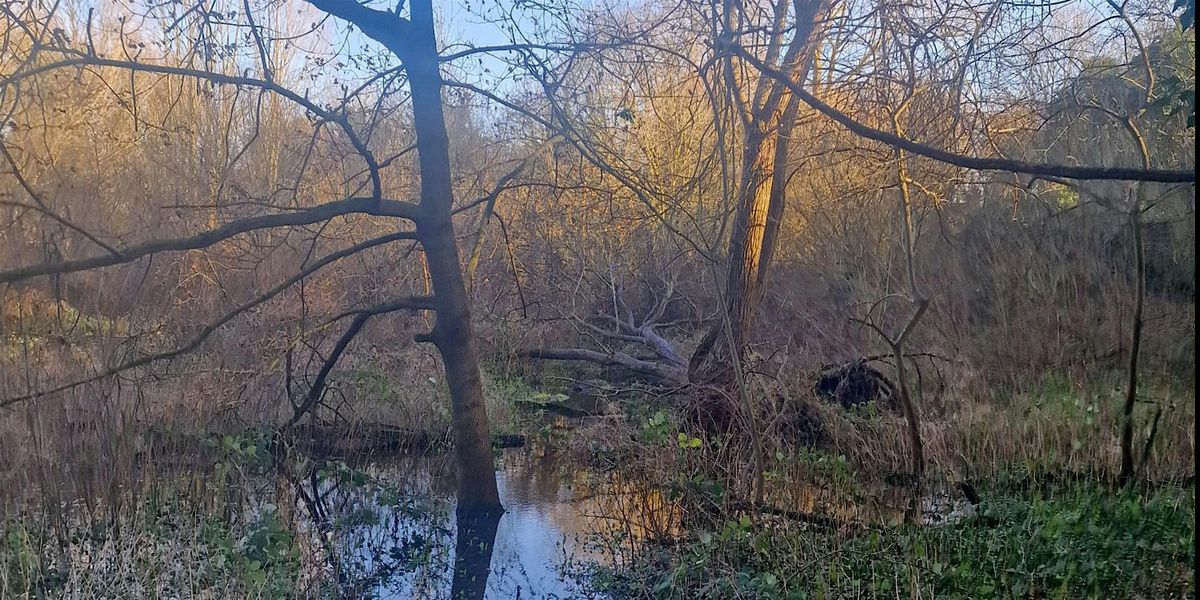 Celebrate National Tree Week at Tivoli Woods, Margate