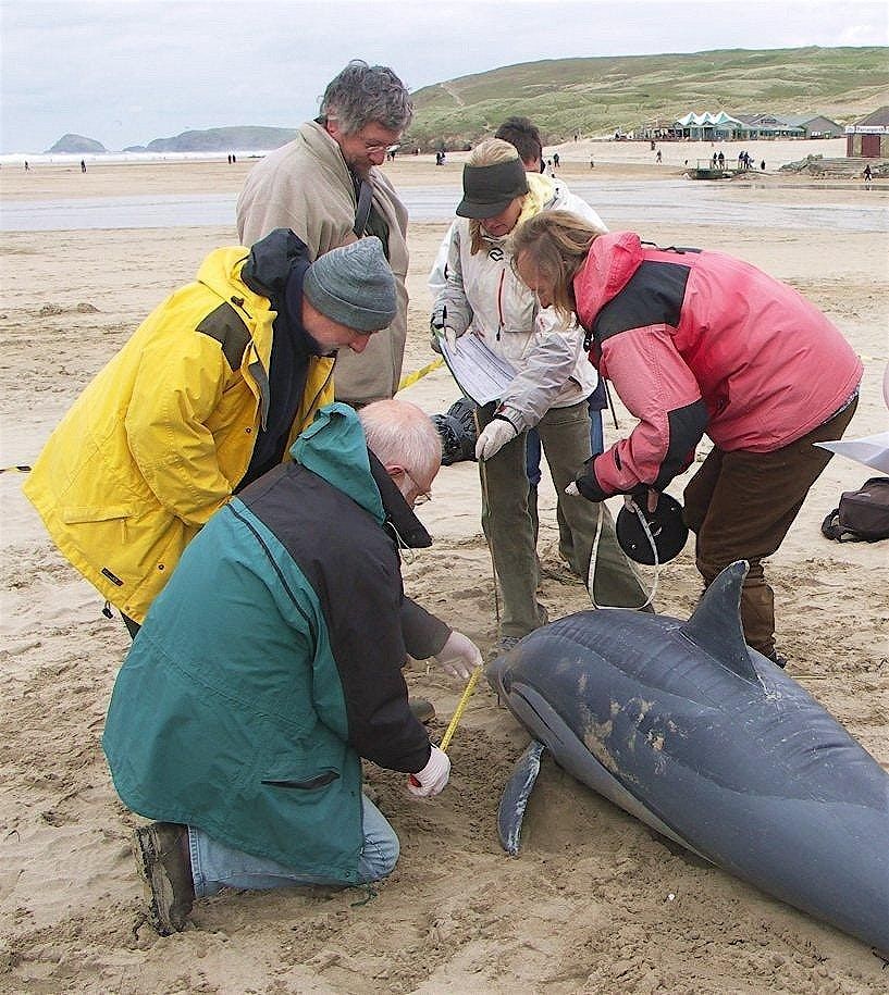 Marine Strandings Network Callout Volunteer Training 2025