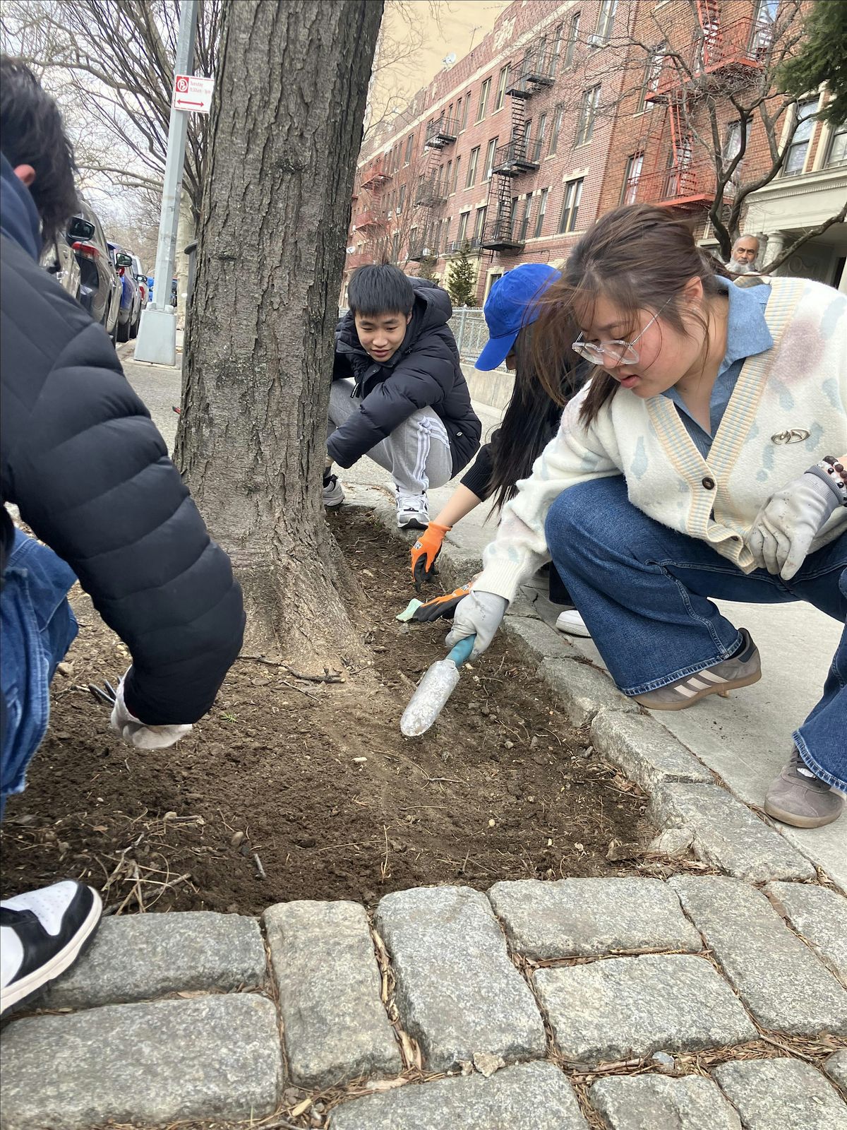 Street Tree Care w\/ FAB Fulton