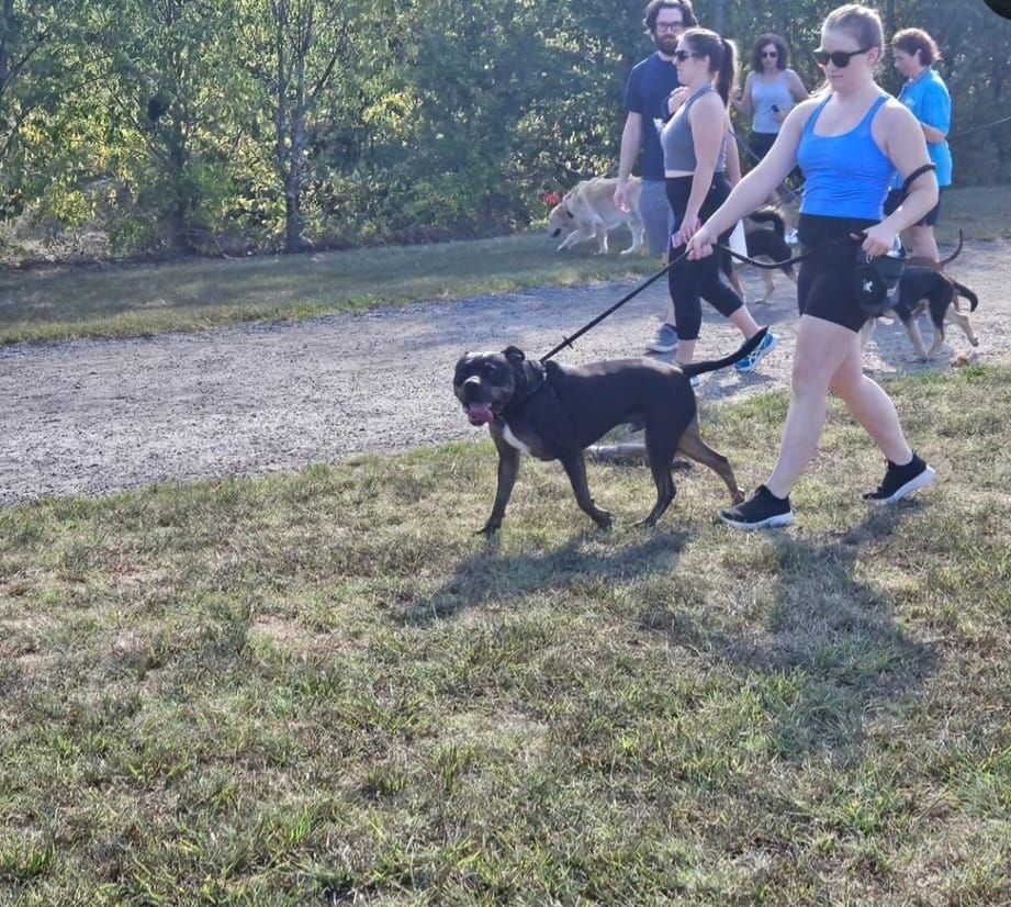 Pack Walk