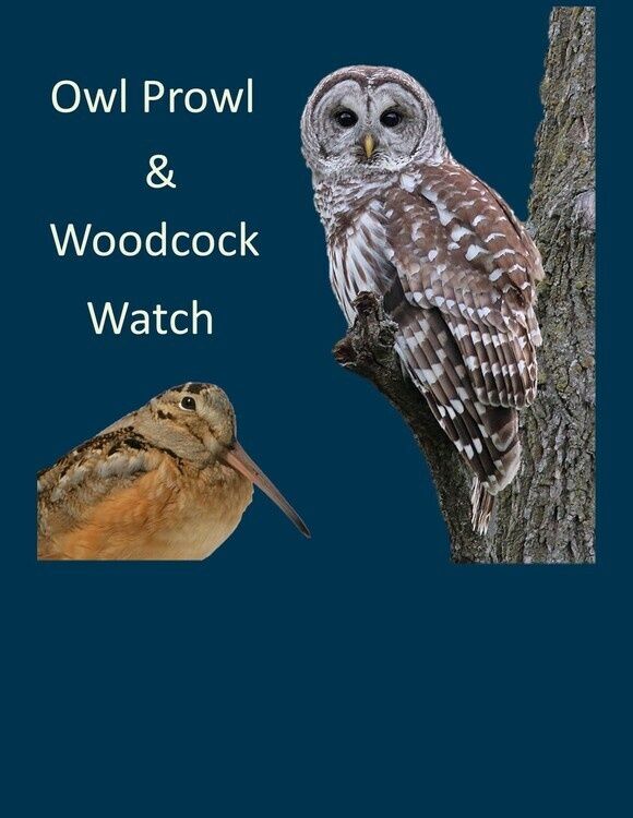 Woodcock Watch and Owl Prowl