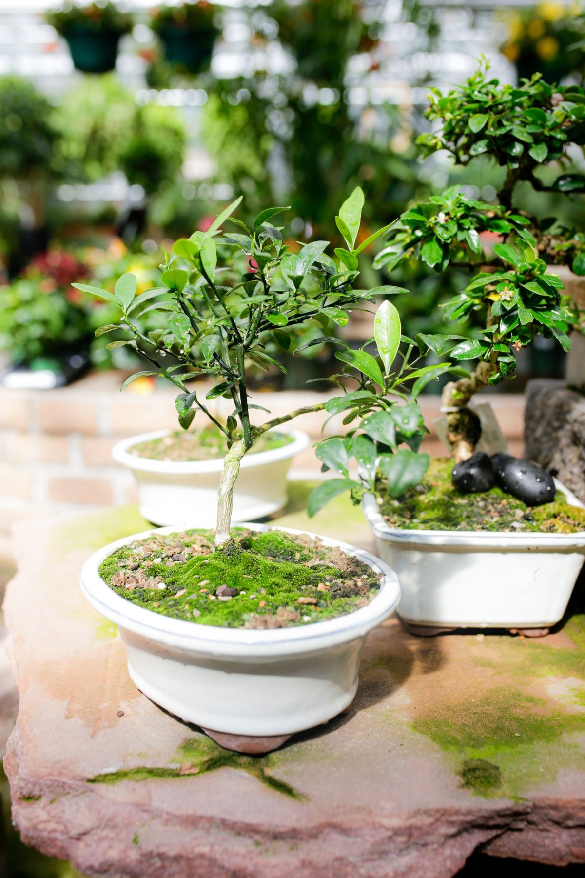 Bonsai Class