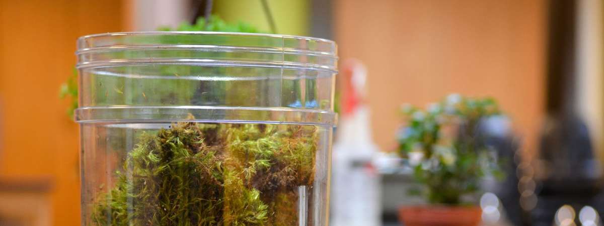 Terrarium Workshop