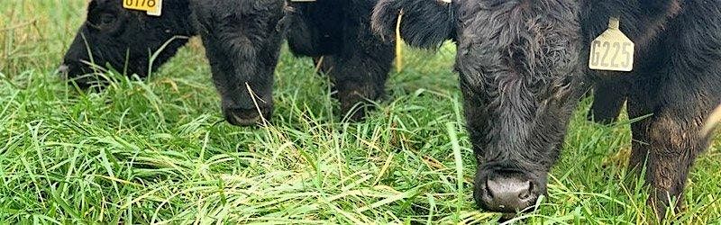 Novel Endophyte Fescue Field Day