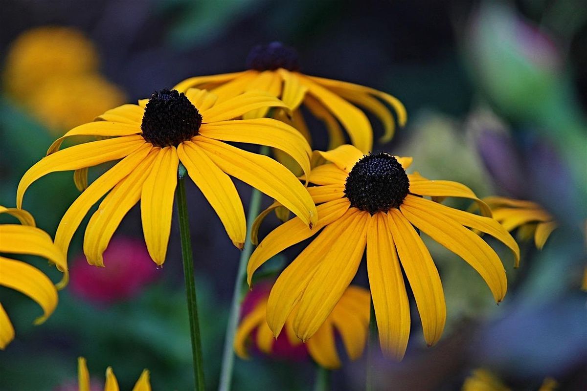 Deadheading and Firescaping