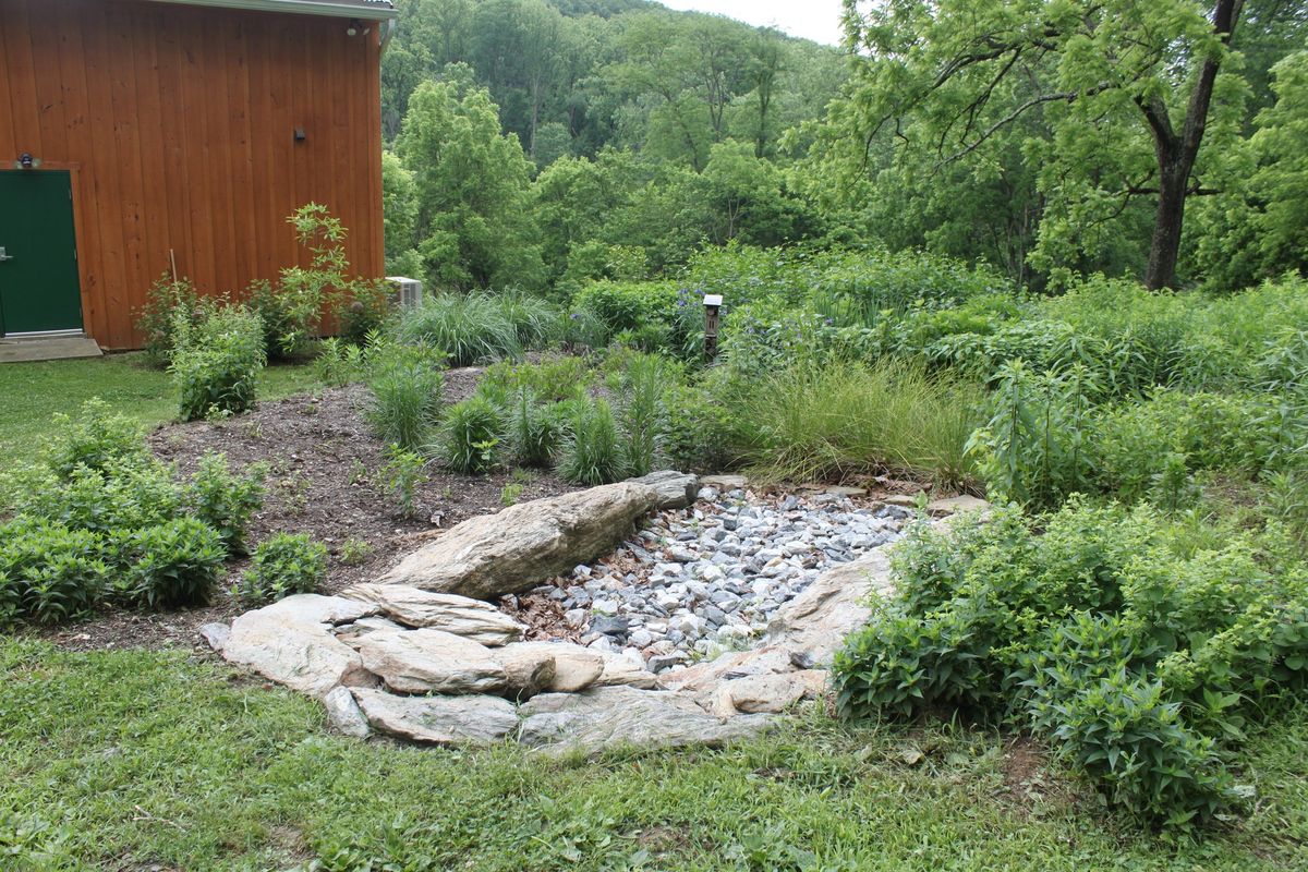 Habitat Avocate: Native Garden Design for Stormwater Management