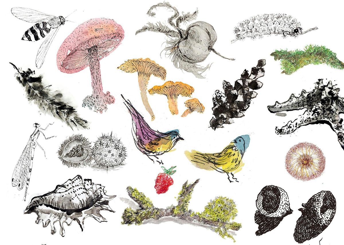 Drawing Closer to Nature - an art journaling course with drop in options