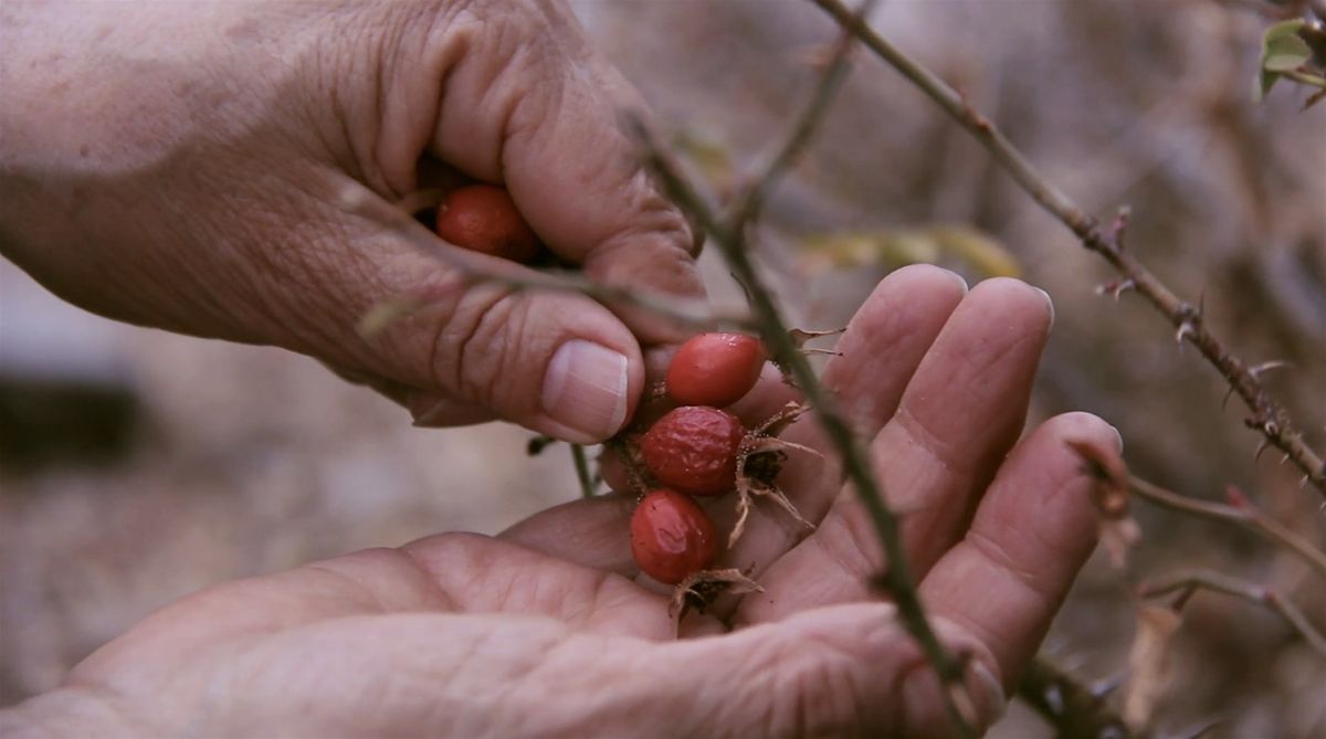 Reciprocity: On the Co-Evolution of Seeds, Plants, and People