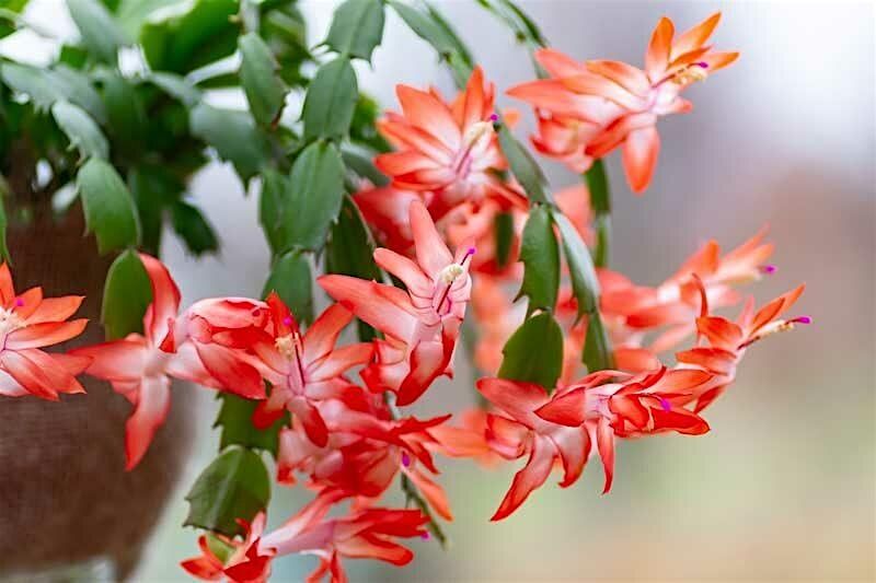 Holiday Cactus 101
