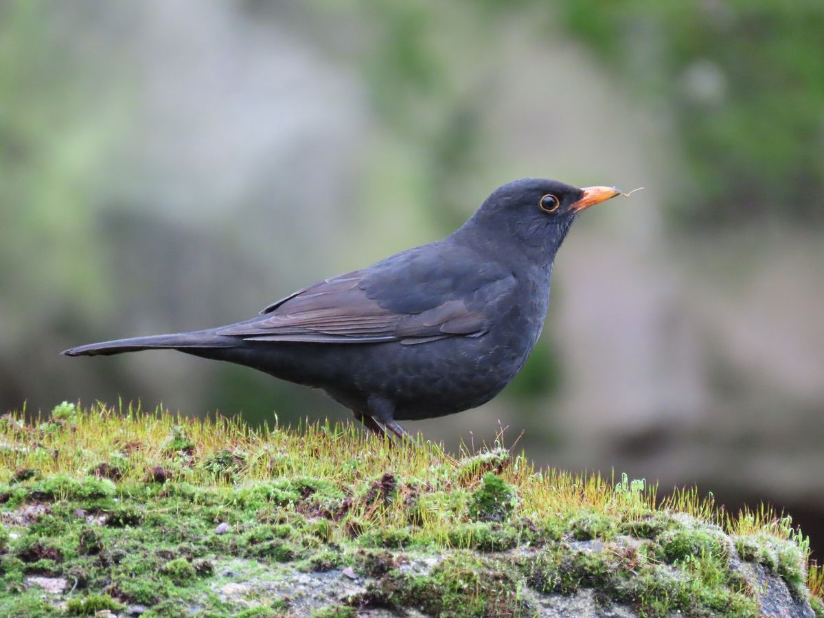 Maandelijkse vogeltelling: locatie Stadspark