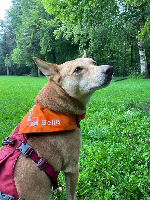 Was sagt Bella? Basics zur Kommunikation mit Hunden