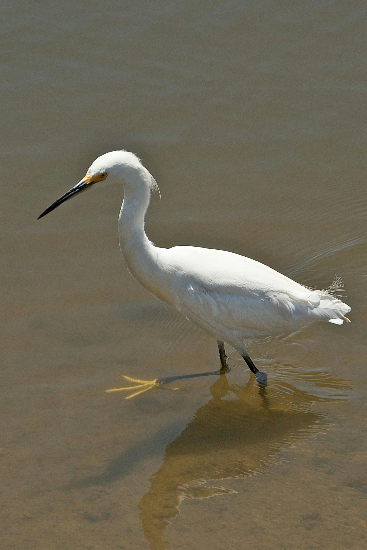 Fall Baylands Bioblitz with Environmental Volunteers (2025)