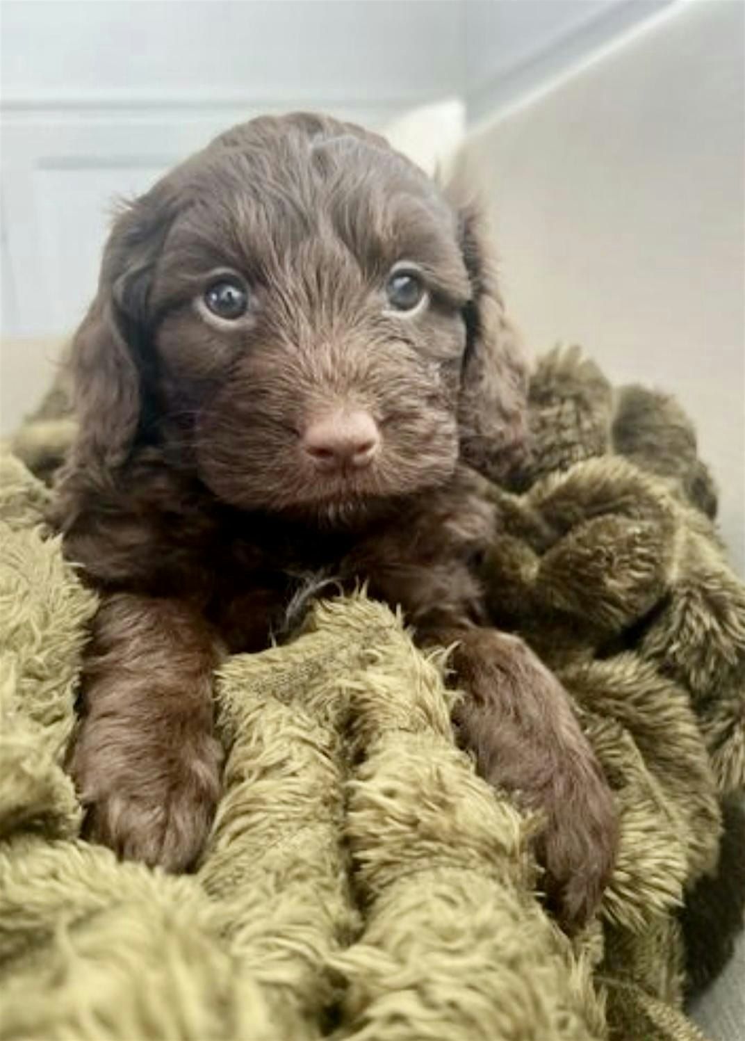 Play, Cuddle & Have Fun with ADORABLE COCKAPOO Puppies. Enjoy a free ...