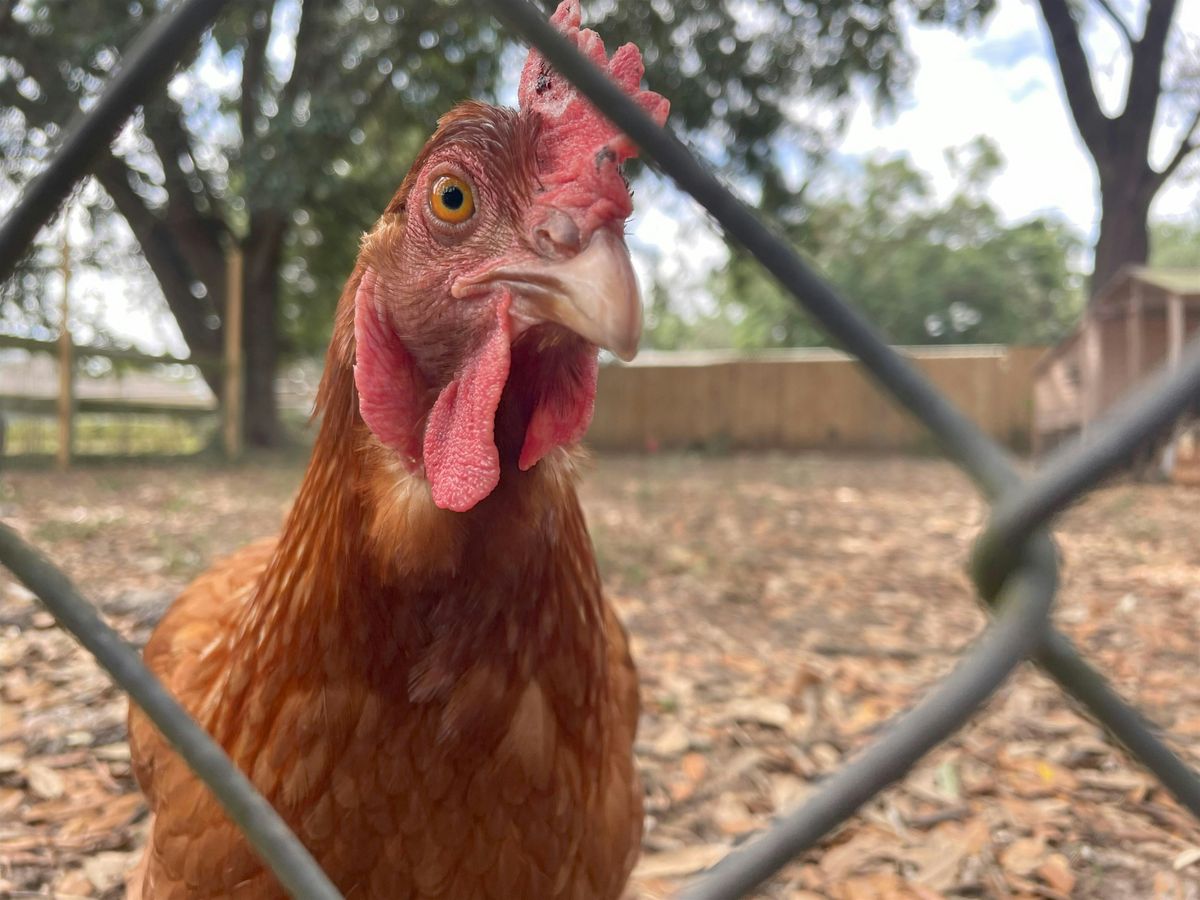 Backyard Poultry Management Workshop