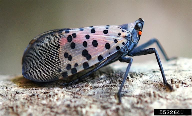 Spotted Lanternfly: A Kentucky invasive & how you can help slow the spread