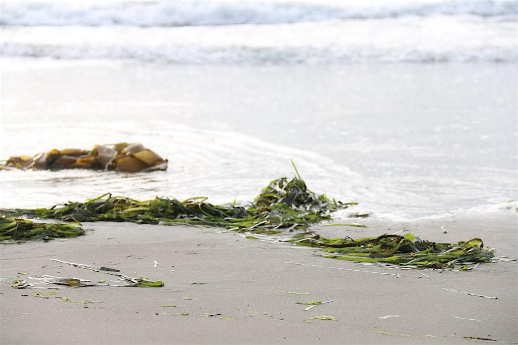 Seagrass: North Carolina's Hidden Habitat