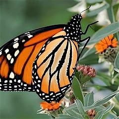 Conservation Service Opportunity @ San Clemente State Beach