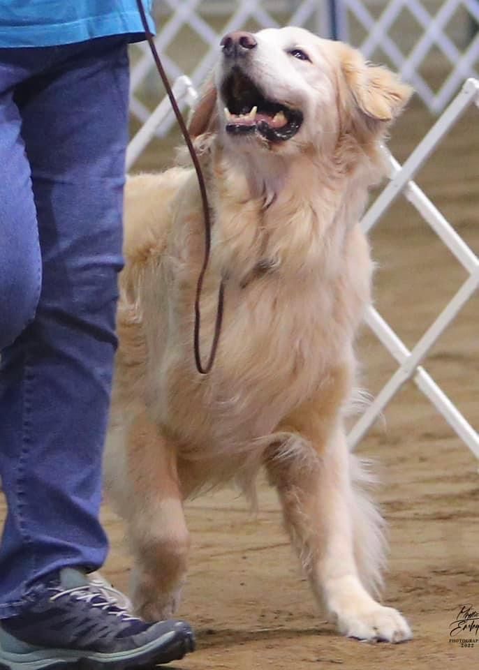 Rally and Obedience Trials