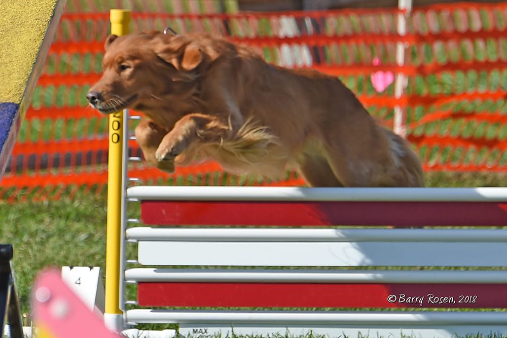 LIGRC Spring AKC Agility Trials