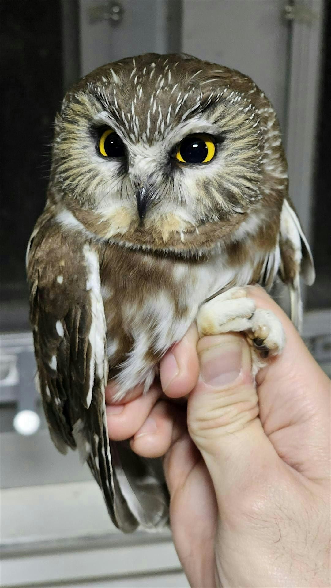 Owl Prowl at Tommy Thompson Park