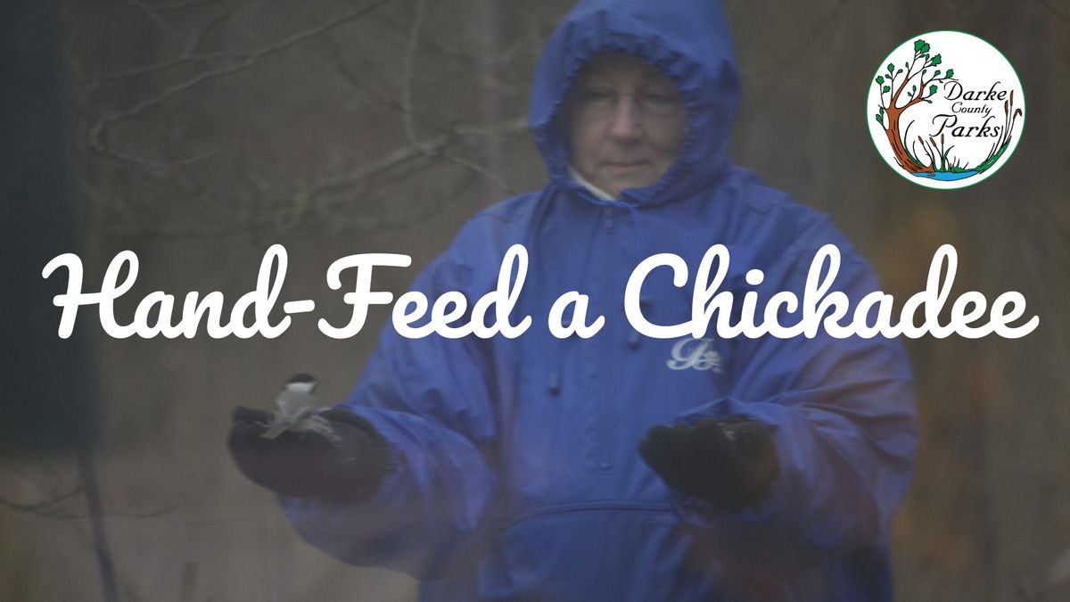 Hand-Feed a Chickadee